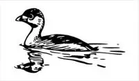 Pied-billedGrebe