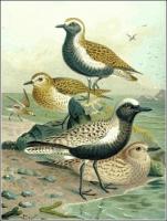 Plover-Grey-and-Golden