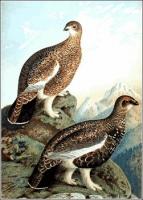 Ptarmigan