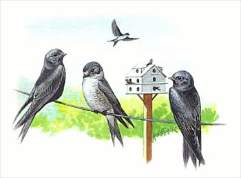 Purple-Martin