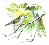 Red-Eyed-Vireo