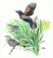 Red-Winged-Blackbird