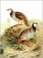 Red-legged-Partridge