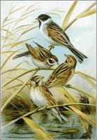 Reed-Bunting