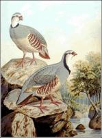 Rock-Partridge