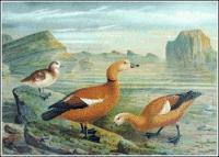 Ruddy-Shelduck