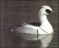 Smew