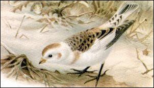 Snow-Bunting