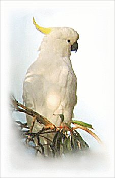 Sulphur-crested-cockatoo