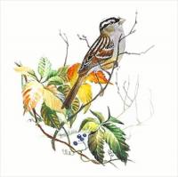 White-Crowned-Sparrow
