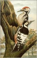 White-backed-Woodpecker