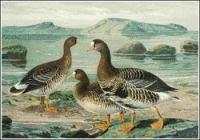White-fronted-Goose