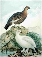 Willow-Grouse