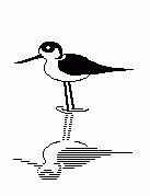 avocet