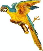 blue-macaw