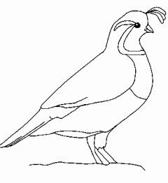 california-quail