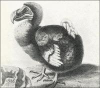 dodo-bird-1626