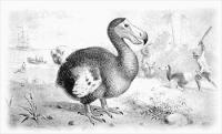 dodo-bird