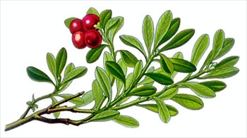 bearberry