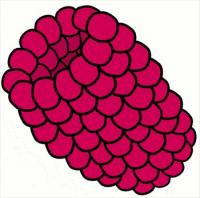raspberry-clip