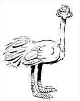 ostrich-fun