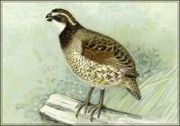 quail