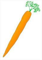 carrot