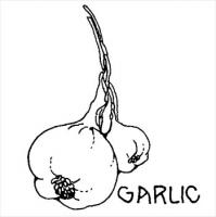 garlic-4