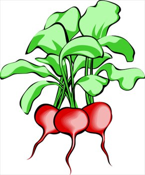 radishes