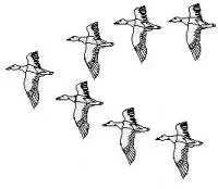 ducks-fly-in-v