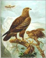 Lesser-Spotted-Eagle