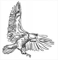 eagle-hunting-BW