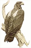 eagle-on-perch