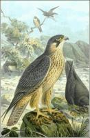 Eleonoras-Falcon