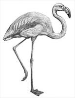 flamingo-BW