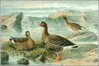 Lesser-White-fronted-Goose