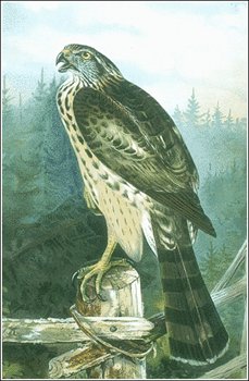 Goshawk