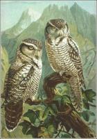 Hawk-Owl