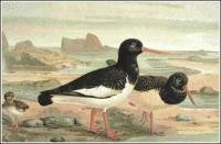 Oystercatcher