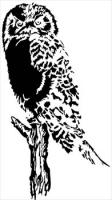 Owl-bold-graphic
