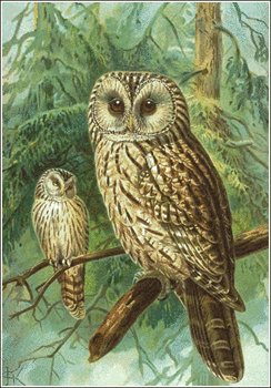 Ural-Owl
