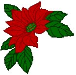 poinsettia