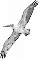 pelican-harsh-edge