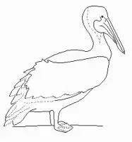 pelican