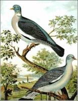 Wood-Pigeon-Ring-Dove
