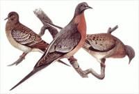 passenger-pigeon