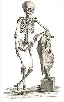 casual-skeleton