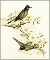 robins