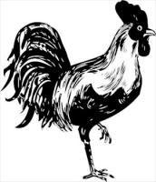 rooster-BW