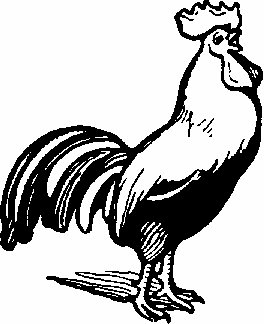 rooster